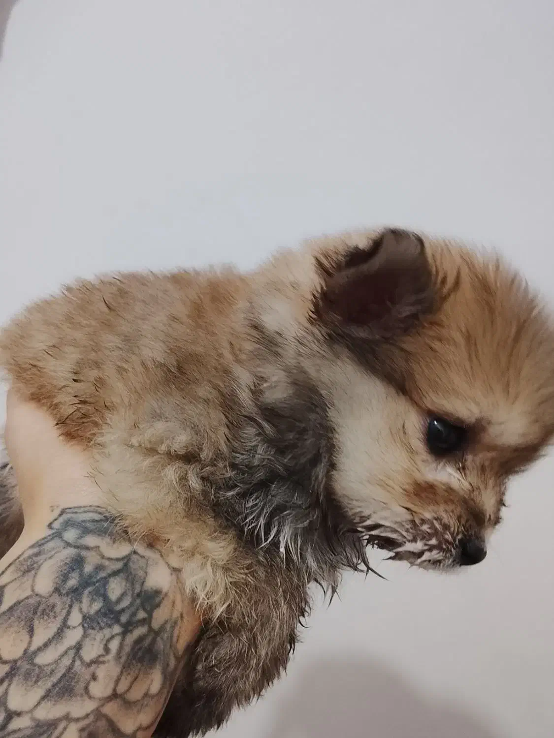 پامر خرسی دوماهه|سگ|تالش, هشتپر|دیوار