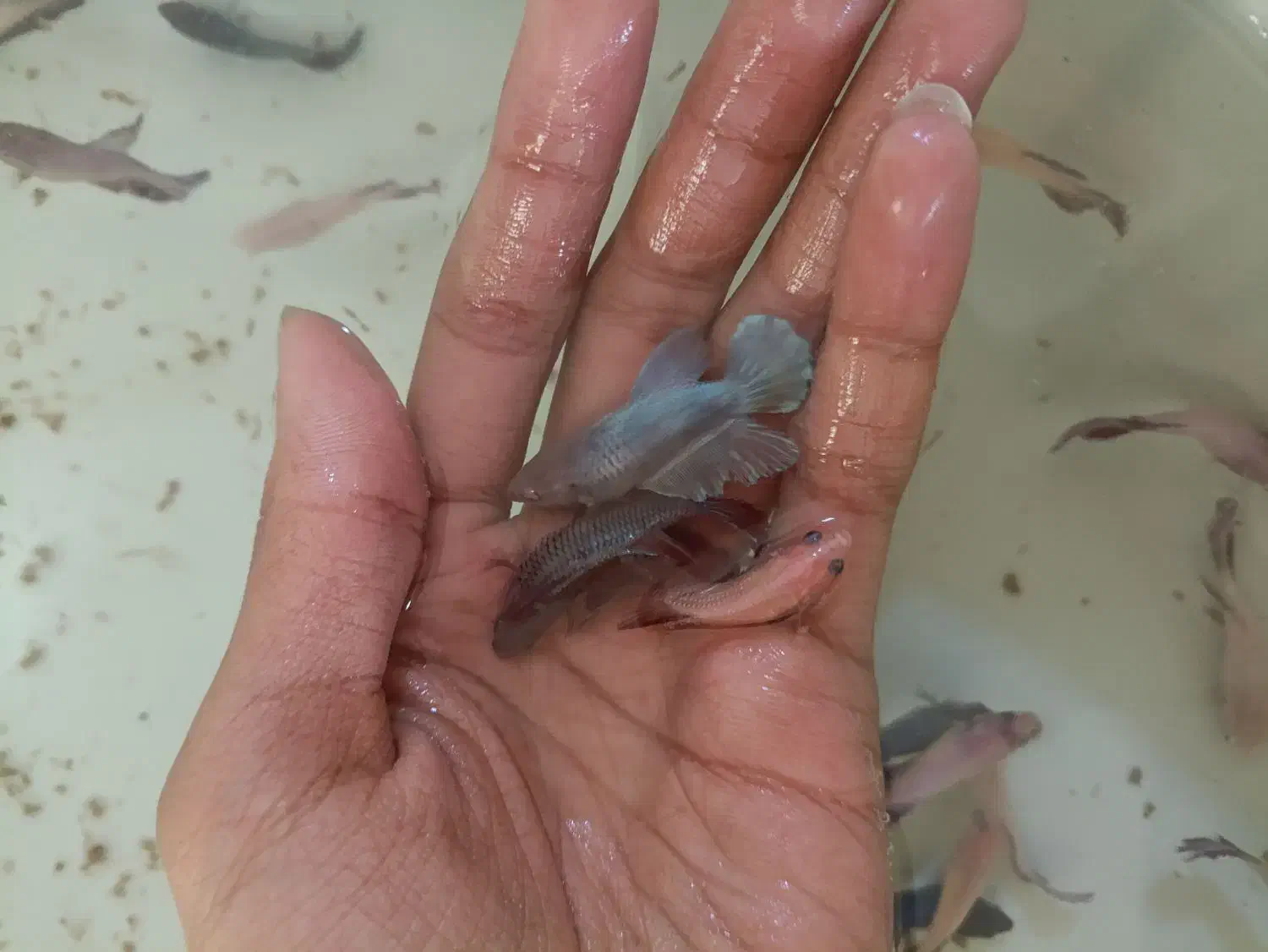 فایتر ماده تکی و عمده همه رنگ|ماهی|شیراز, بالا کفت|دیوار