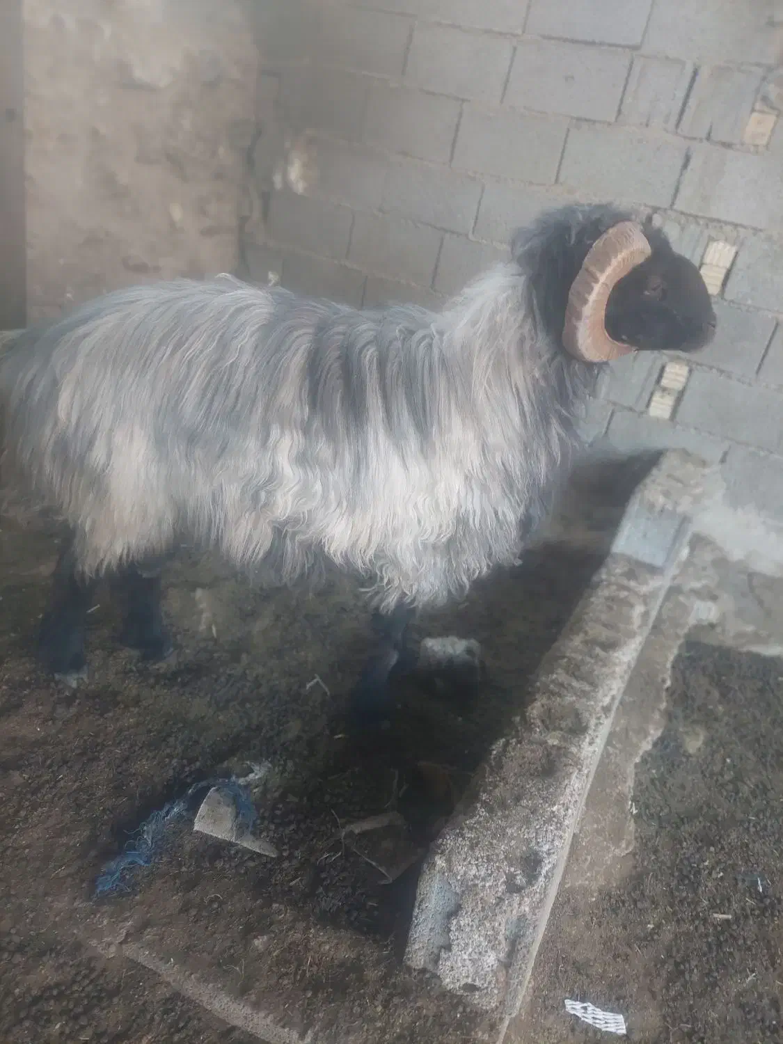 فروش قوچ ملهه  سفید پشم|حیوانات مزرعه|استهبان, |دیوار
