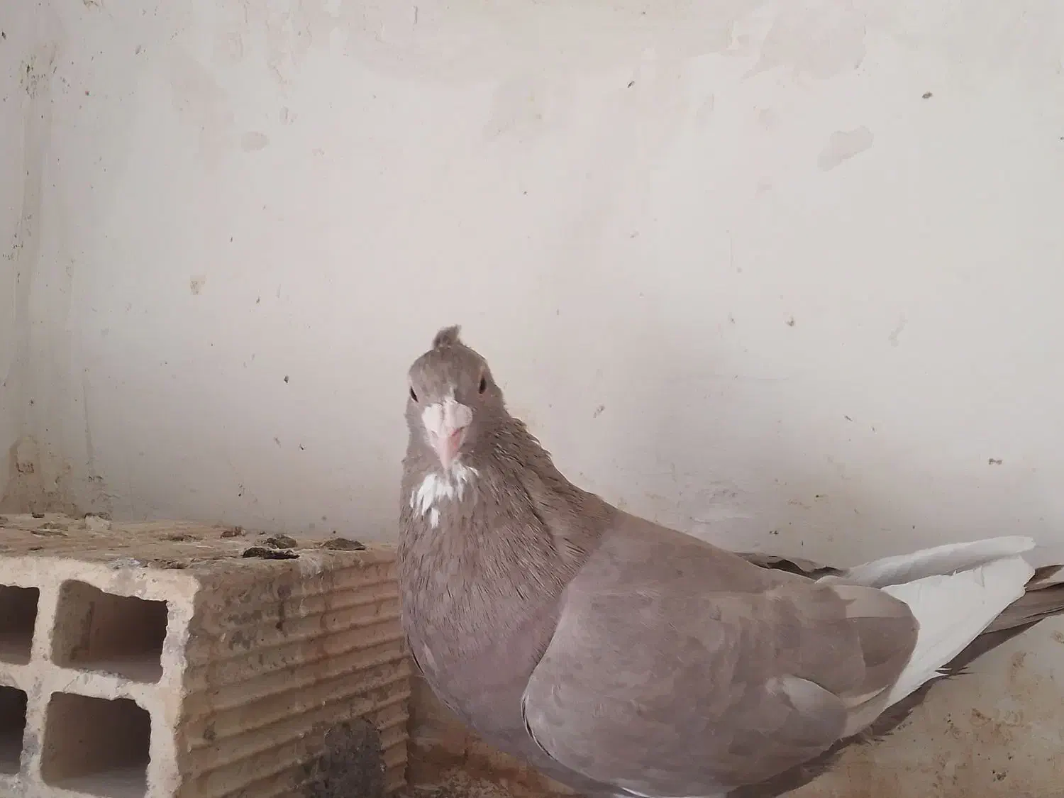 پلنگ|پرنده|راور, |دیوار