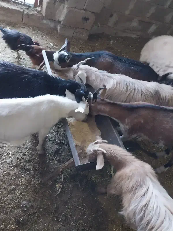 ۰۰۰|حیوانات مزرعه|کوهبنان, |دیوار