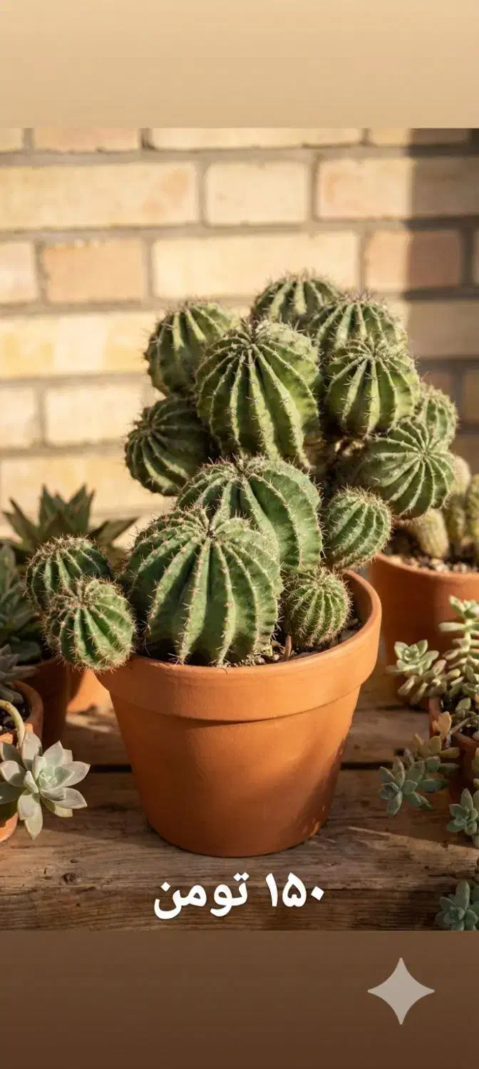 کاکتوس|گل و گیاه طبیعی|یزد, |دیوار
