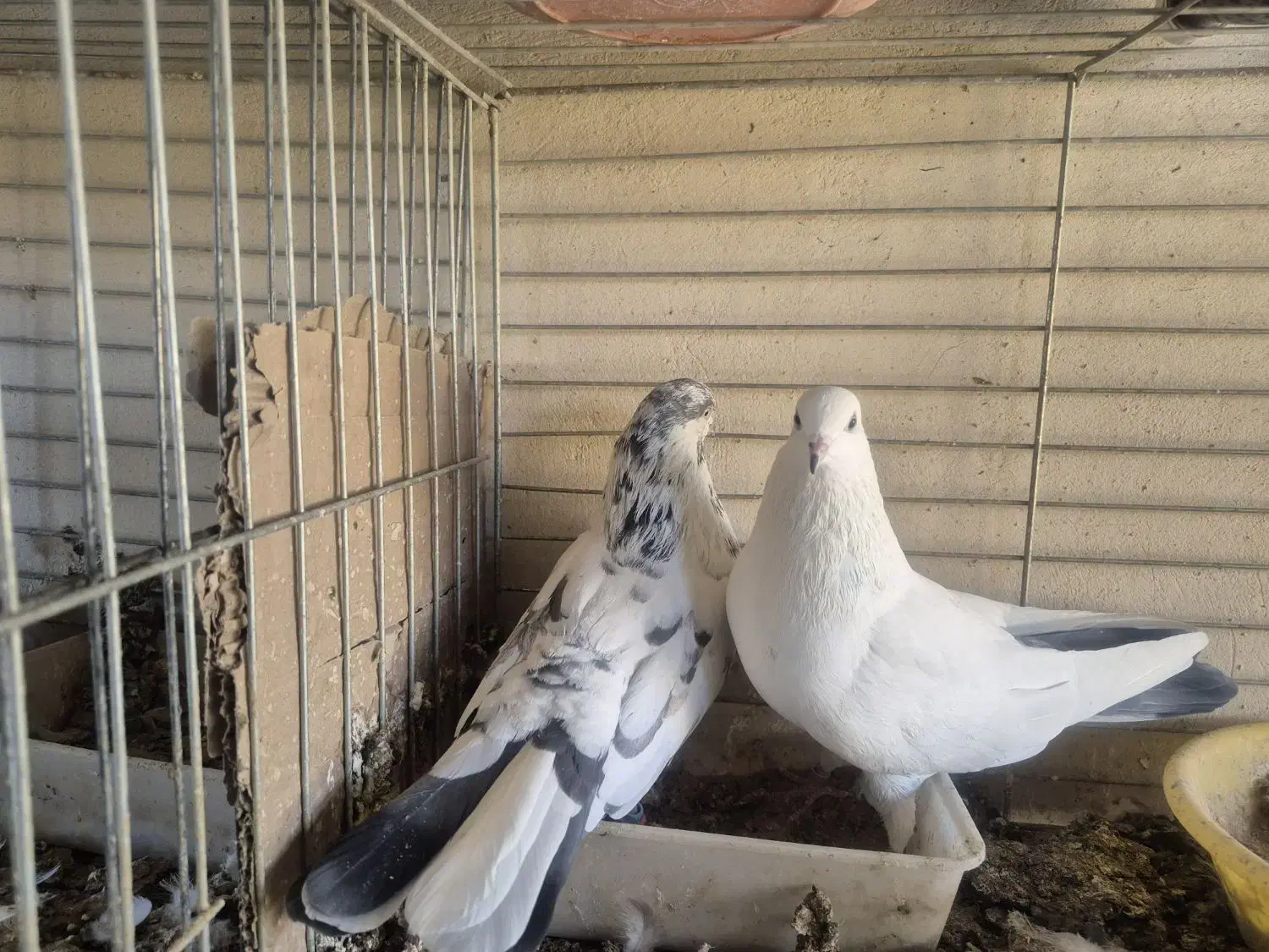 کبوتر پرشی تیرماهی|پرنده|خمینیشهر, |دیوار