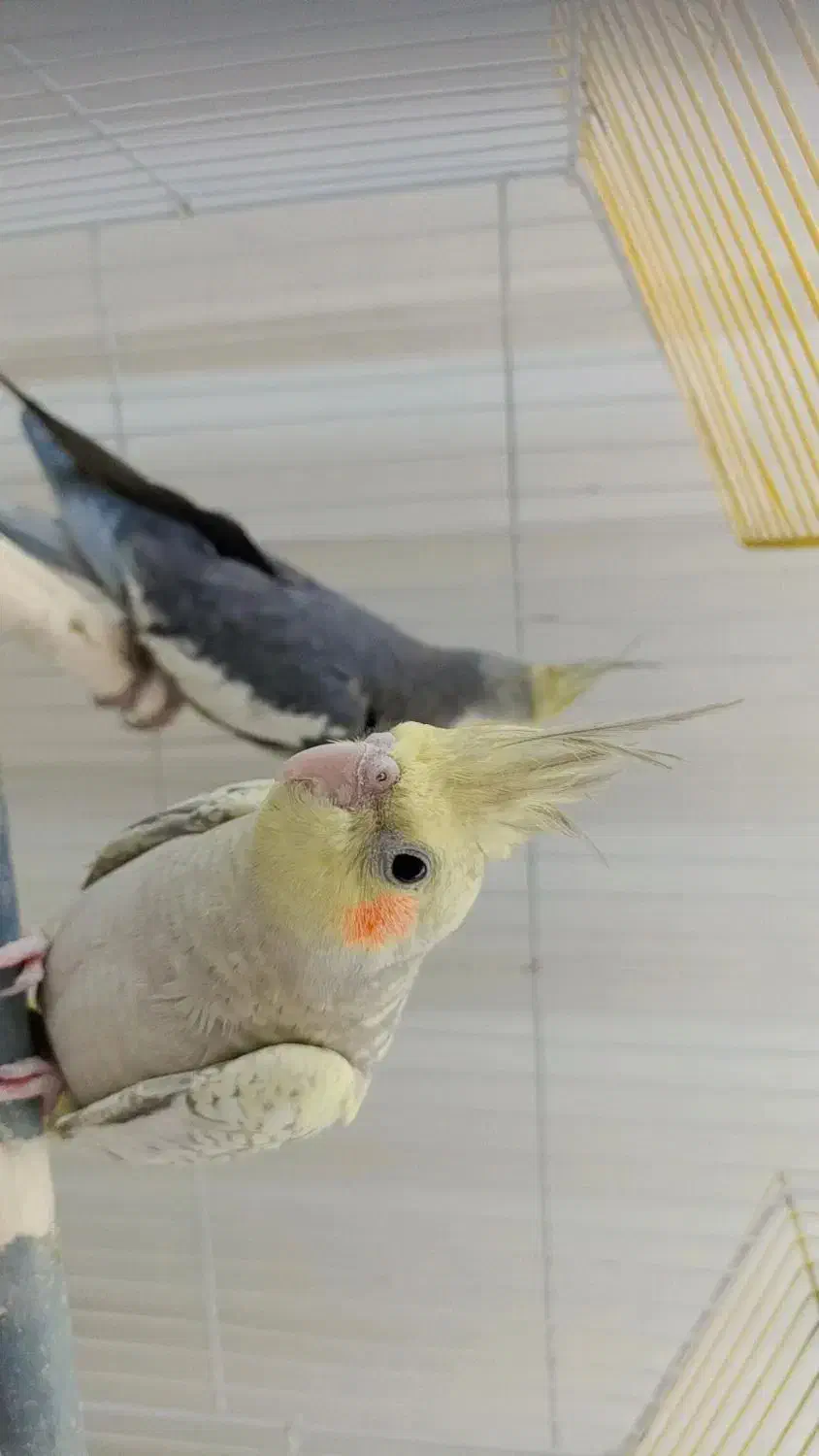 عروس هلندی|پرنده|رشتخوار, |دیوار