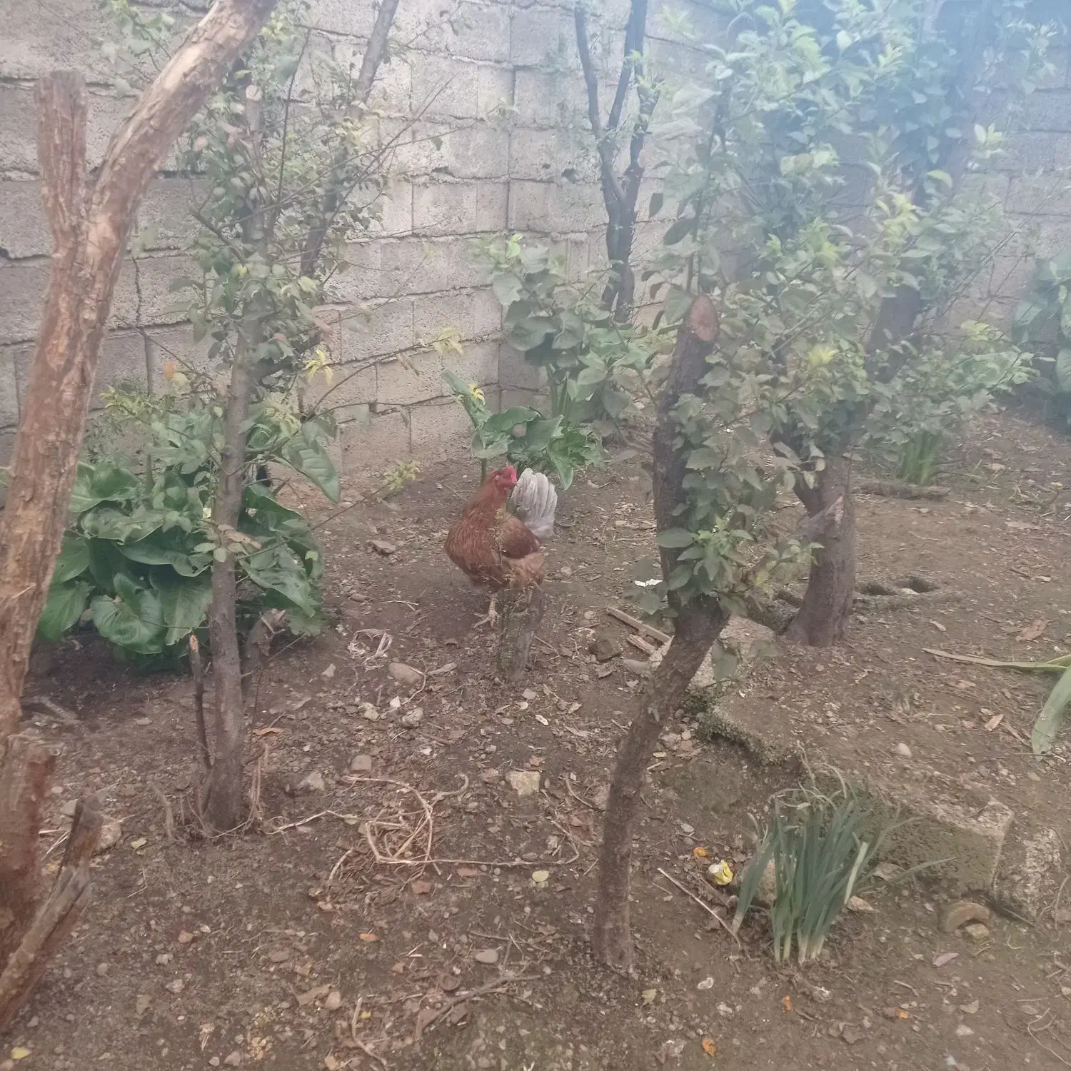 مرغ و خروس|حیوانات مزرعه|لاهیجان, آهندان|دیوار