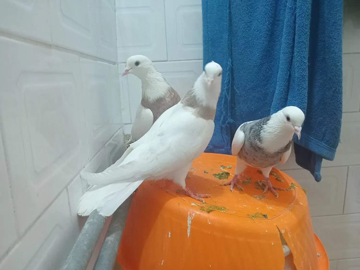 سه تاطوق بالدار|پرنده|کرمانشاه, |دیوار