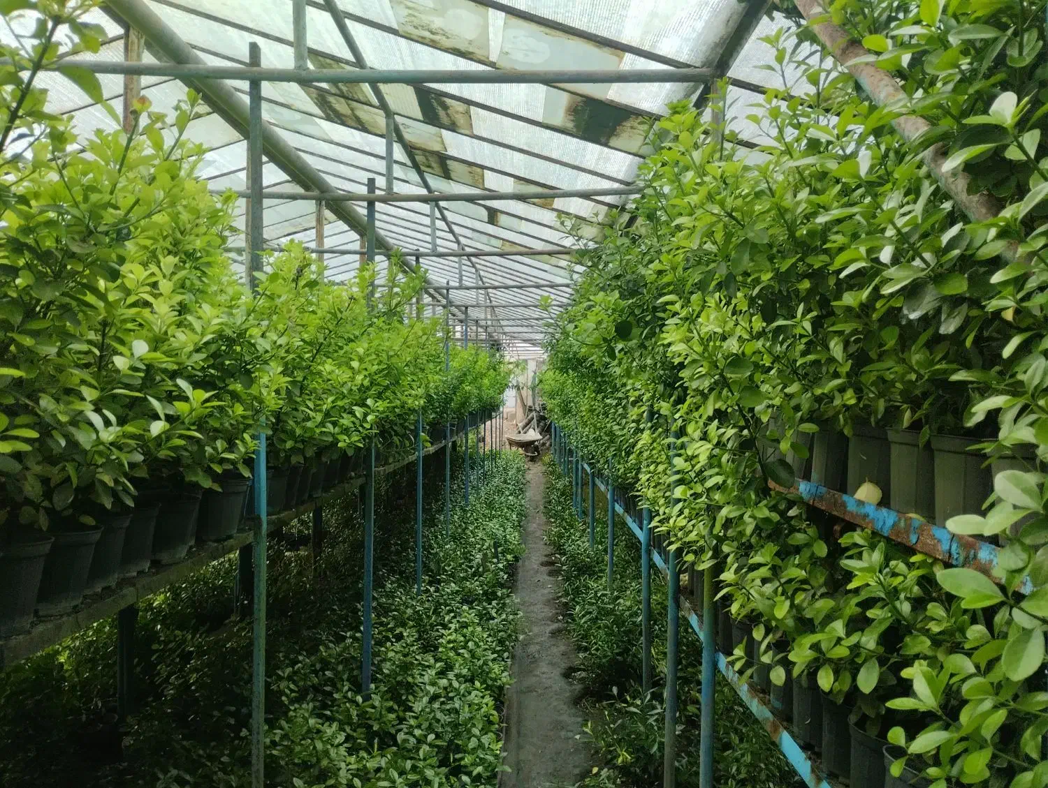 گل شمشاد|گل و گیاه طبیعی|شاندیز, |دیوار