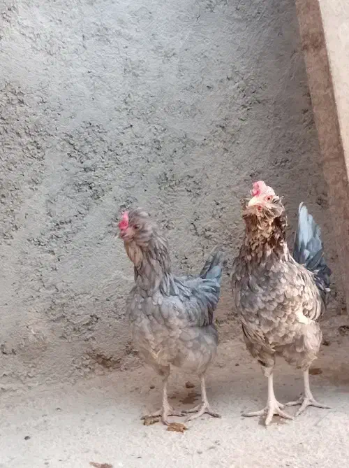 مرغ گلین|حیوانات مزرعه|اهواز, اسلام آباد غربی|دیوار