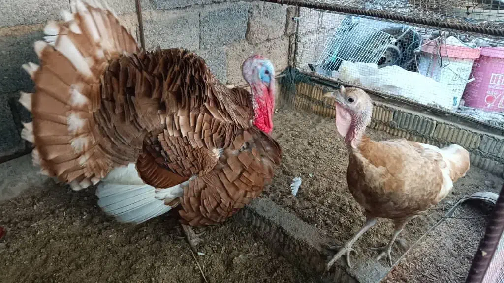 خروس و بوقلمون جفت تخم گذار|حیوانات مزرعه|بندر گناوه, |دیوار