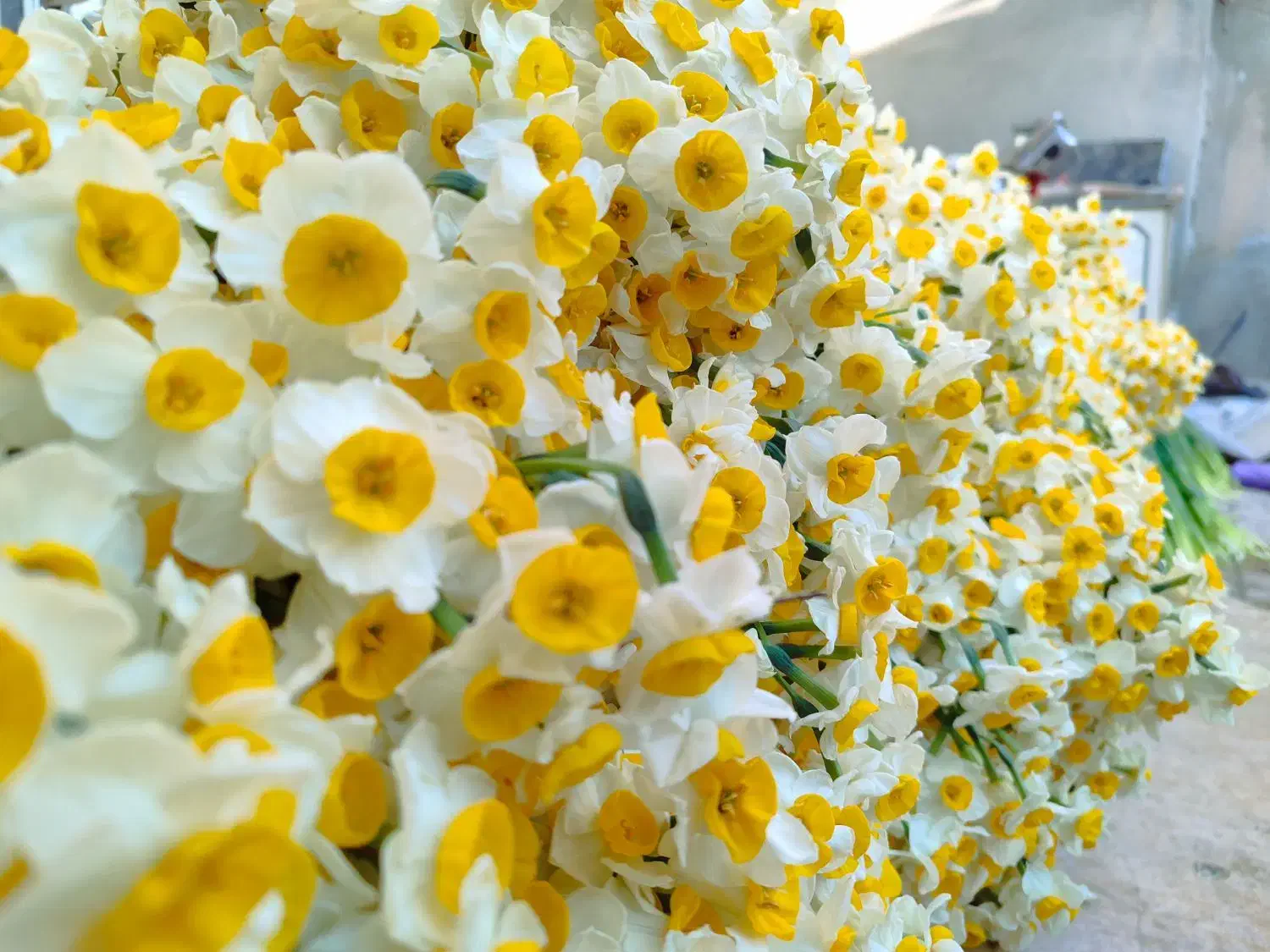 پخش عمده گل نرگس به شهرستان|گل و گیاه طبیعی|شیراز, کاراندیش|دیوار