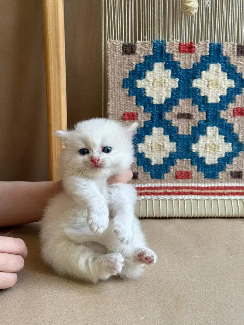 واگذاری گربه پرشین|گربه|یزد, |دیوار