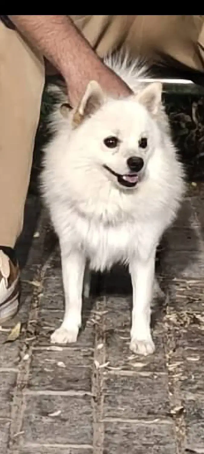 سگ پامر روباهی نر|سگ|کرمان, |دیوار