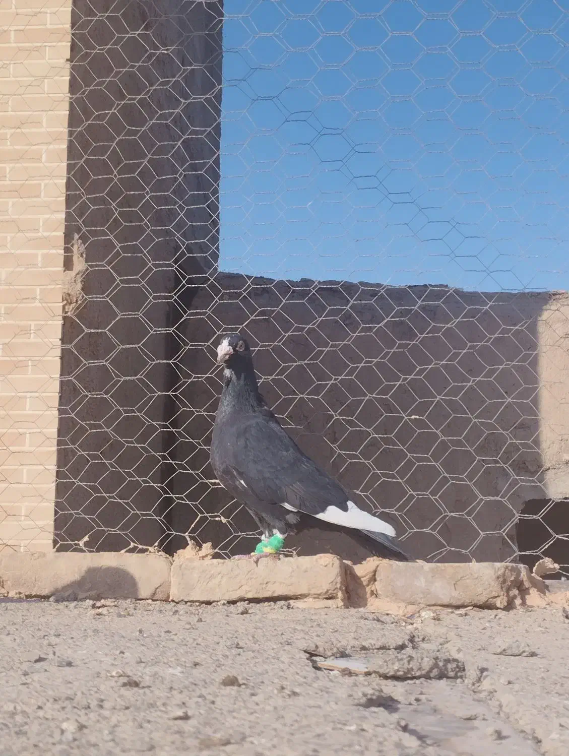 کبوترپرشی|پرنده|سبزوار, قاضی زاد|دیوار