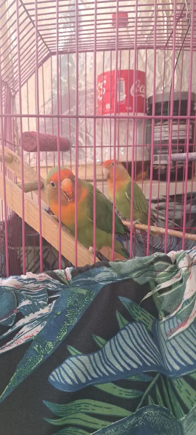 طوطی برزیلی|پرنده|فردیس, شهرک ناز|دیوار