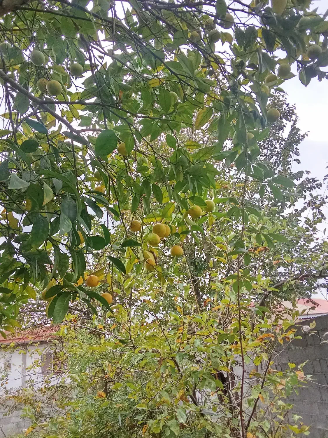 خانه ویلایی ندامان|فروش خانه و ویلا|گوراب زرمیخ, |دیوار