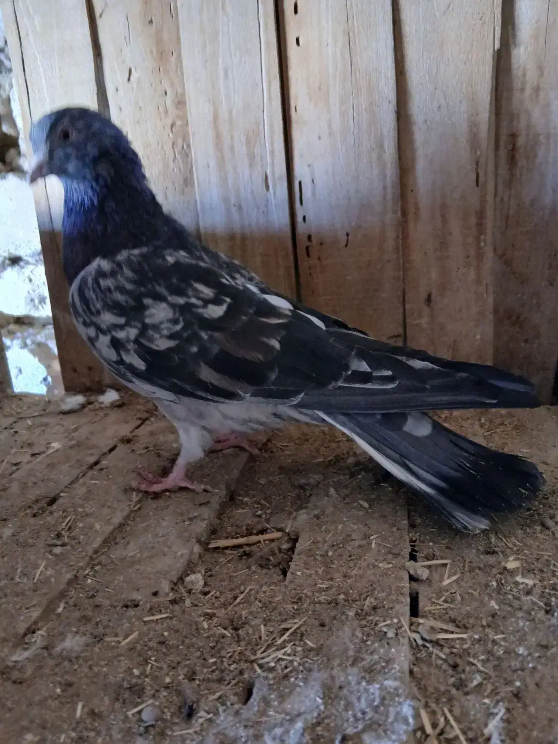 کبوتر طوقی و پرشی|پرنده|جعفرآباد, |دیوار