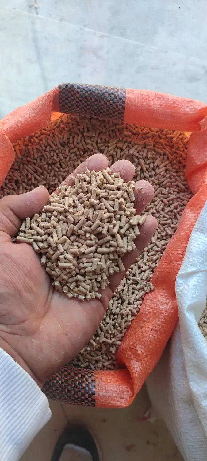 تغذیه مناسب مرغ تخم گذار تخم طلا دان موجود|حیوانات مزرعه|وحیدیه, |دیوار