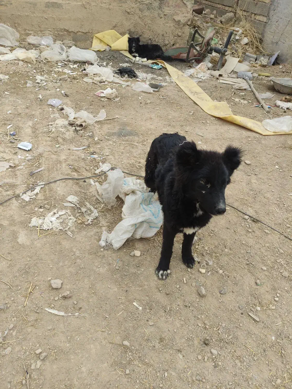 توله سگ|سگ|قهدریجان, |دیوار