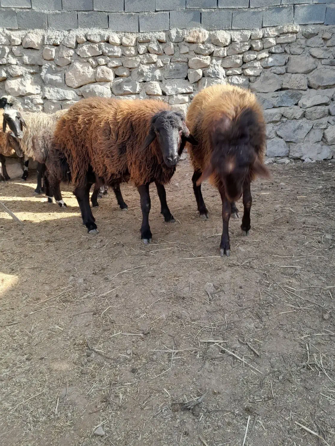 فروشی|حیوانات مزرعه|شیروان (خراسان), |دیوار