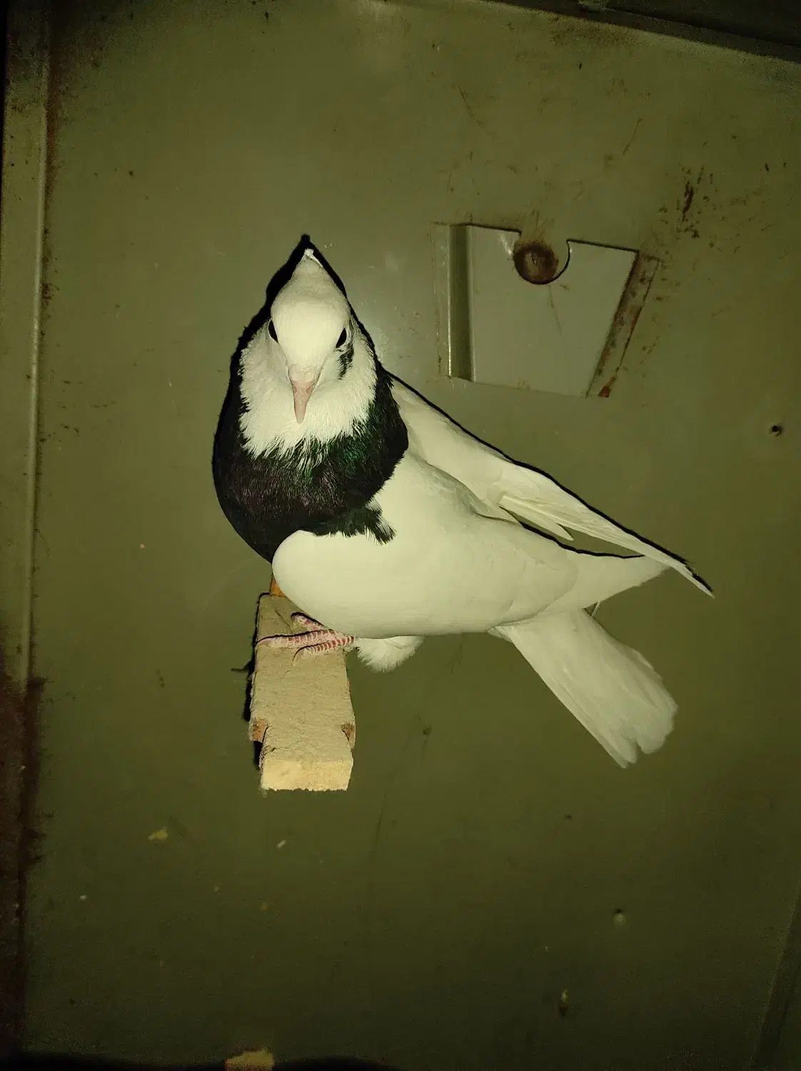 کبوتر|پرنده|مرودشت, رامجرد یک|دیوار