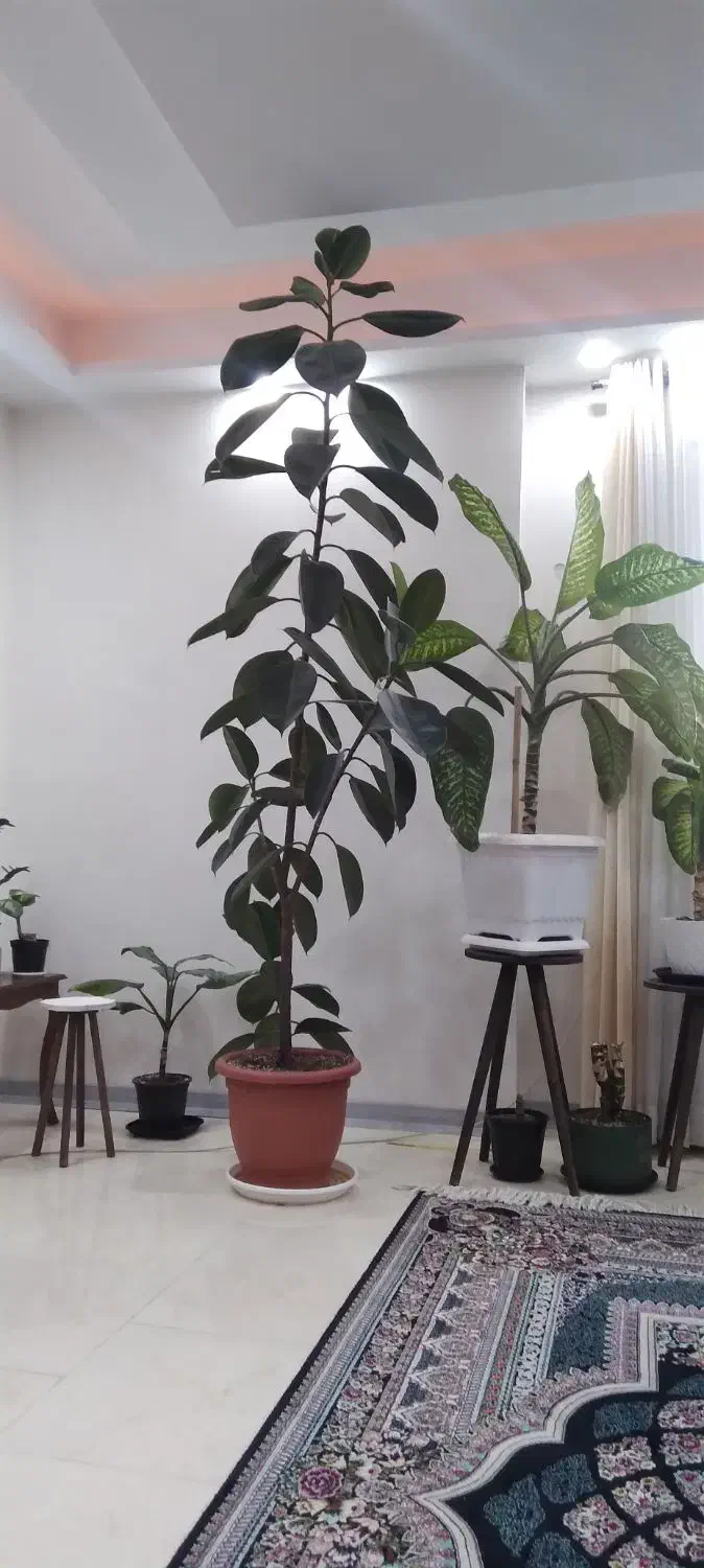 گلدان فیکوس ۳متری|گل و گیاه طبیعی|پردیس, فاز ۸|دیوار