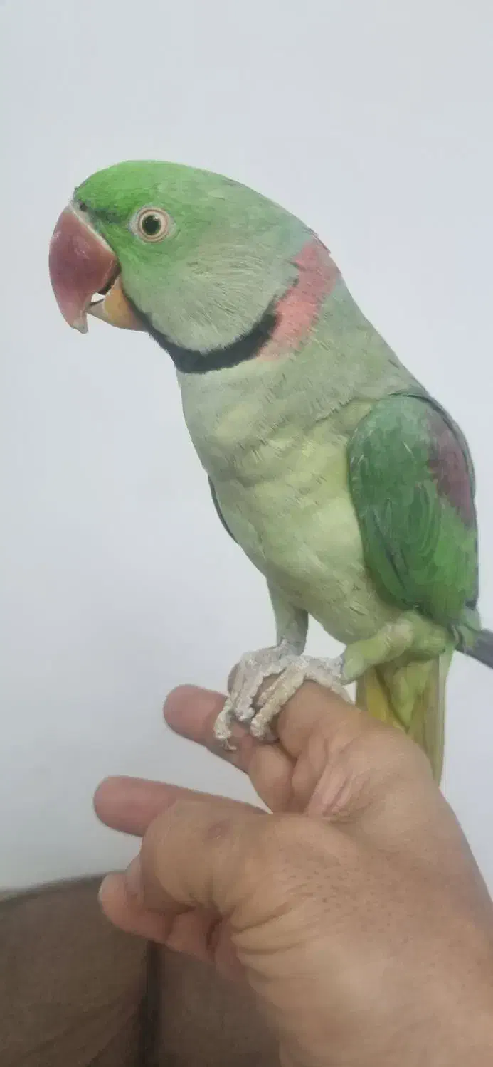 جفت شاه طوطی دستی|پرنده|مشهد, شهید شهریاری|دیوار