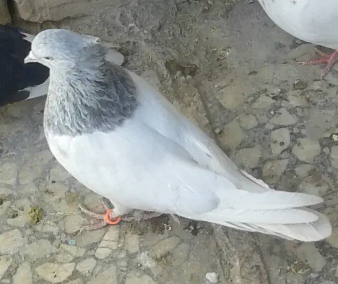 چند جفت کبوتر فروشی|پرنده|جیرفت, |دیوار