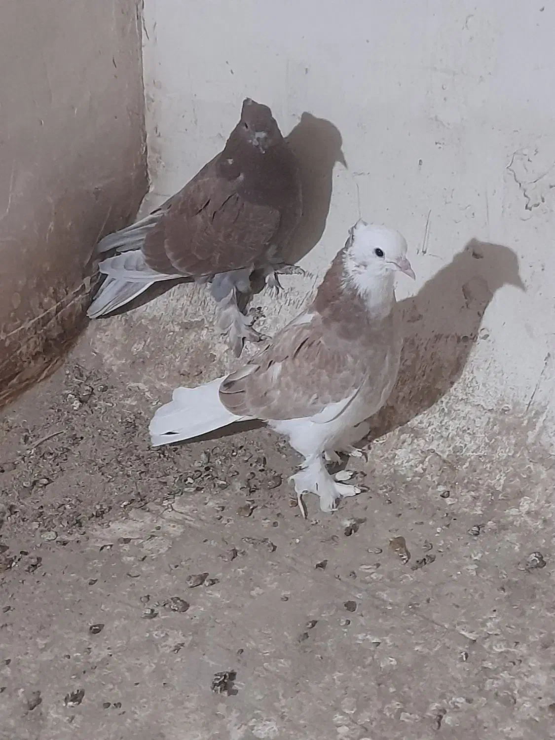 کفترجوجه|پرنده|اسلامشهر, شهرک سالور|دیوار