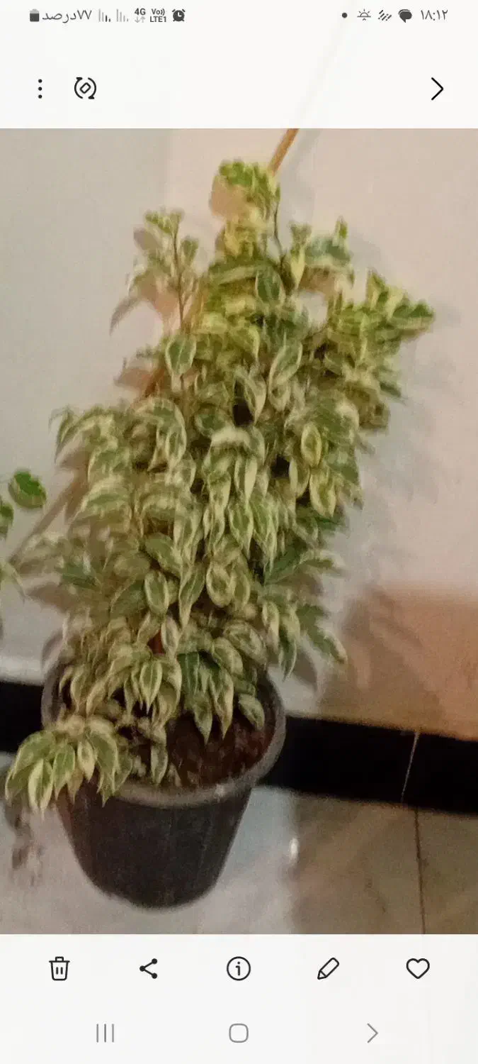 طلای سبز|جواهرات|خرمآباد, |دیوار