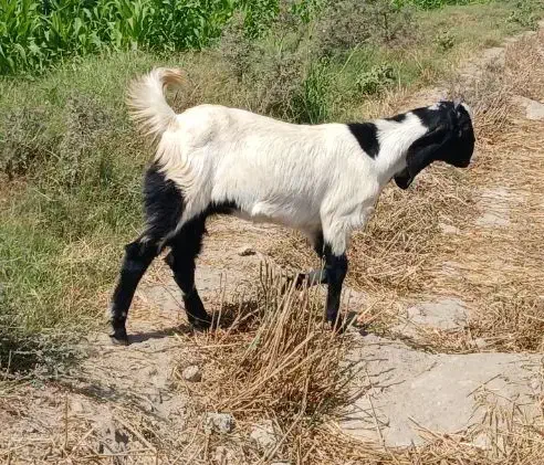 گیسه پاکستانی اصل فروشی|حیوانات مزرعه|فاریاب, |دیوار