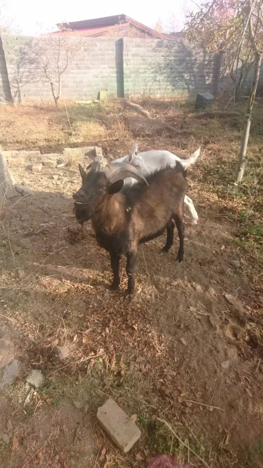 نربز آلپاین|حیوانات مزرعه|دماوند, دماوند|دیوار