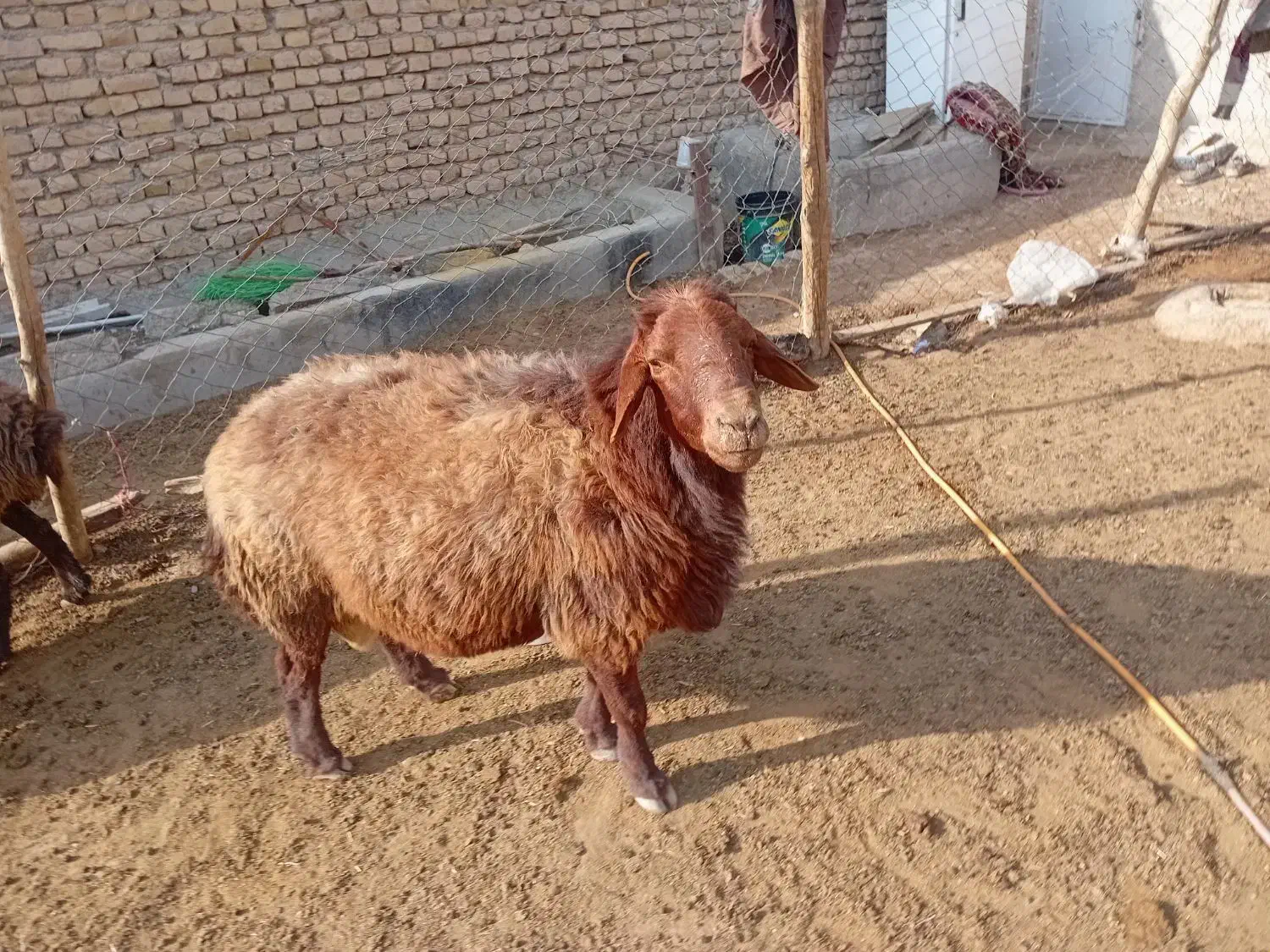 نژاد همو و هترو|حیوانات مزرعه|مشهد, میان ولایت|دیوار