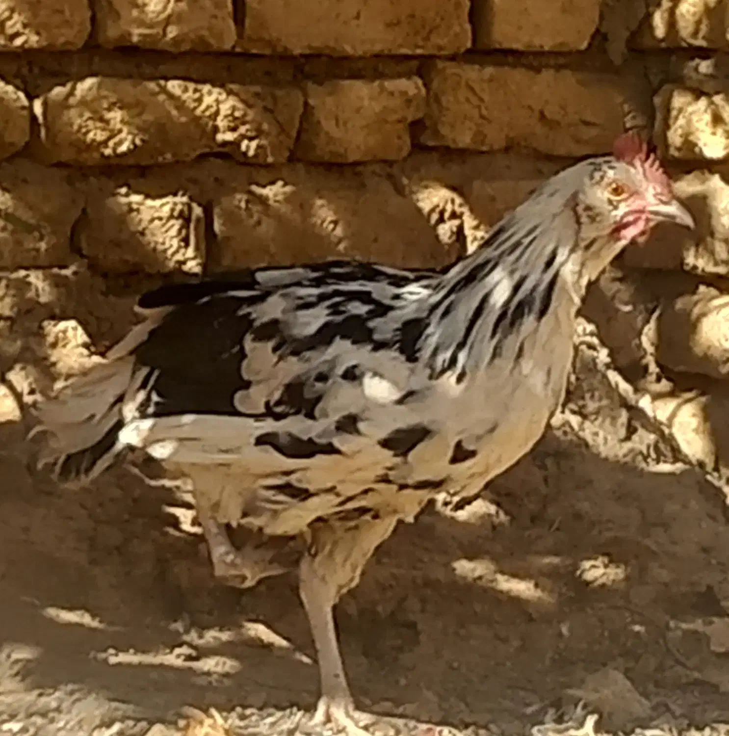 خروس|حیوانات مزرعه|لاران, |دیوار