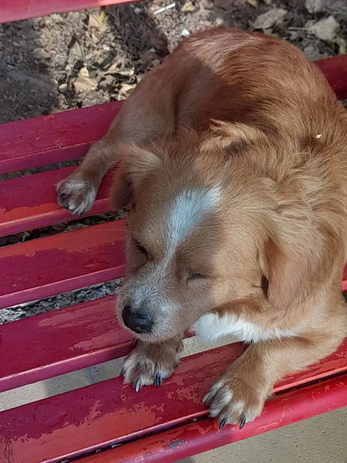 فروش|سگ|اقبالیه, |دیوار