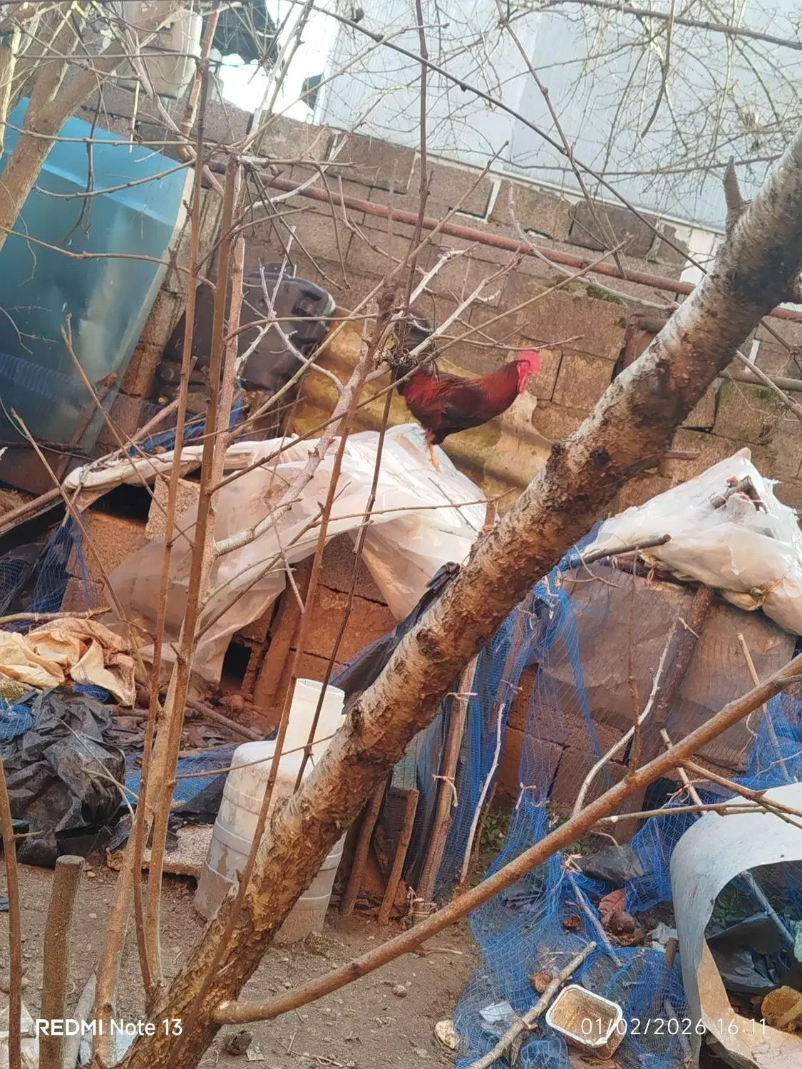 خروس|حیوانات مزرعه|کیاشهر, |دیوار