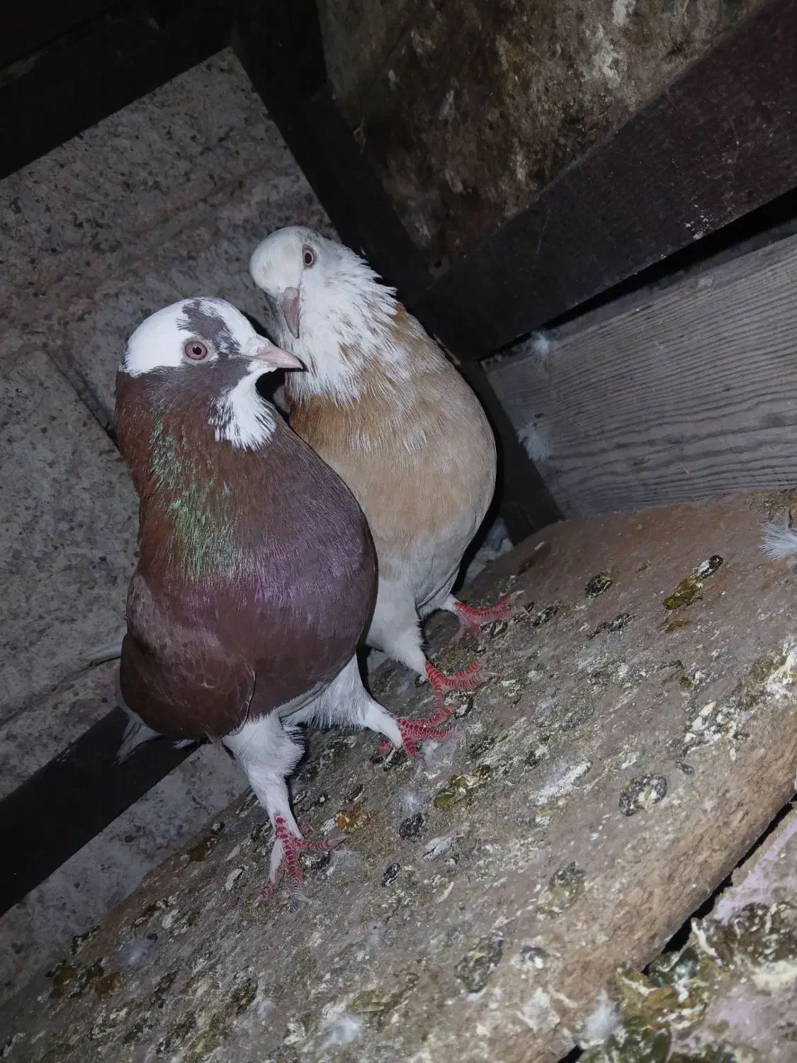 کبوتر پرشی|پرنده|رستم‌آباد, |دیوار