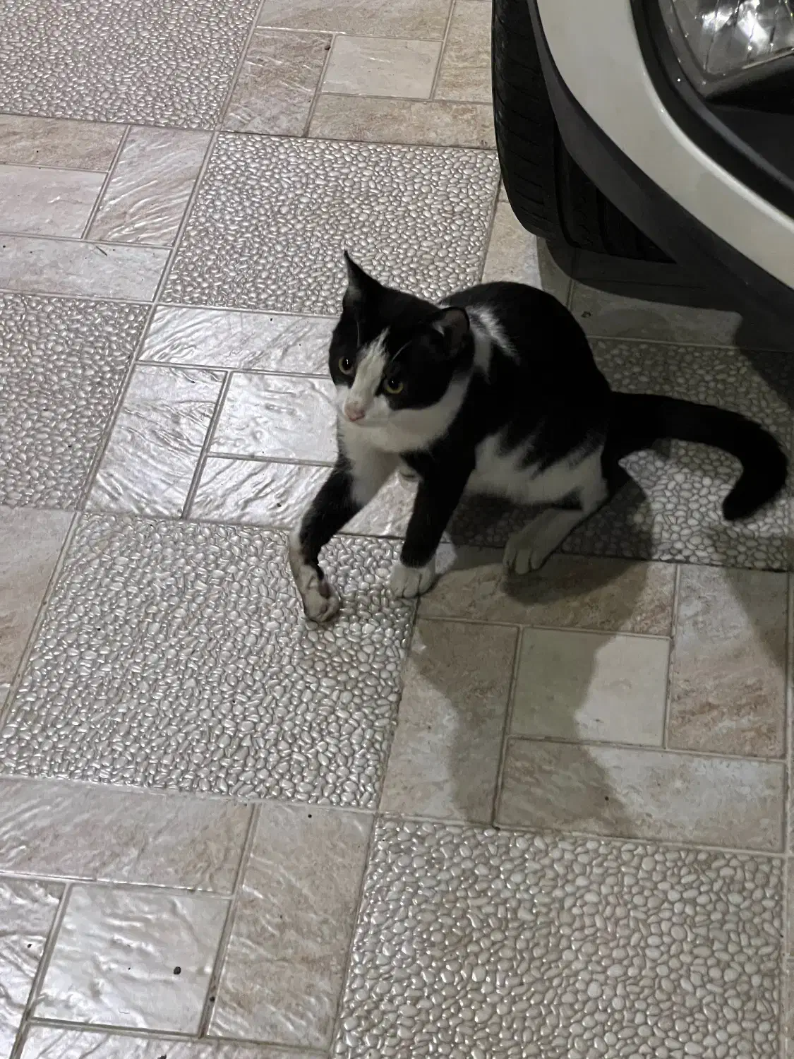 وگذاری گربه رایگان|گربه|بندر انزلی, معلم|دیوار