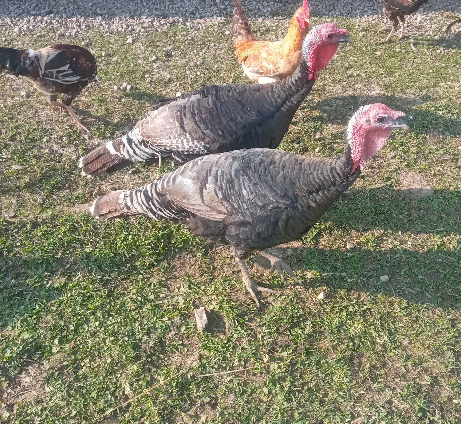 بقلمون ۵ عدد فروشی|حیوانات مزرعه|سیاهکل, |دیوار