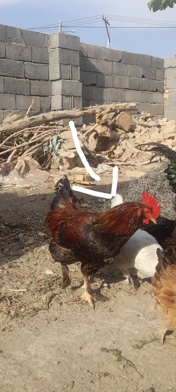 خروس برهما|حیوانات مزرعه|جغتای, |دیوار