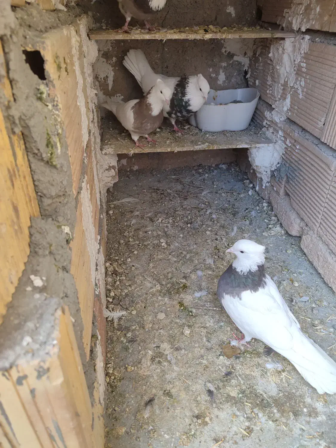 کبوتر|پرنده|کرمانشاه, |دیوار