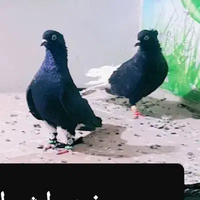 دسته 20 تایی دم سفید عتیقه|پرنده|اهواز, کمپلو جنوبی|دیوار