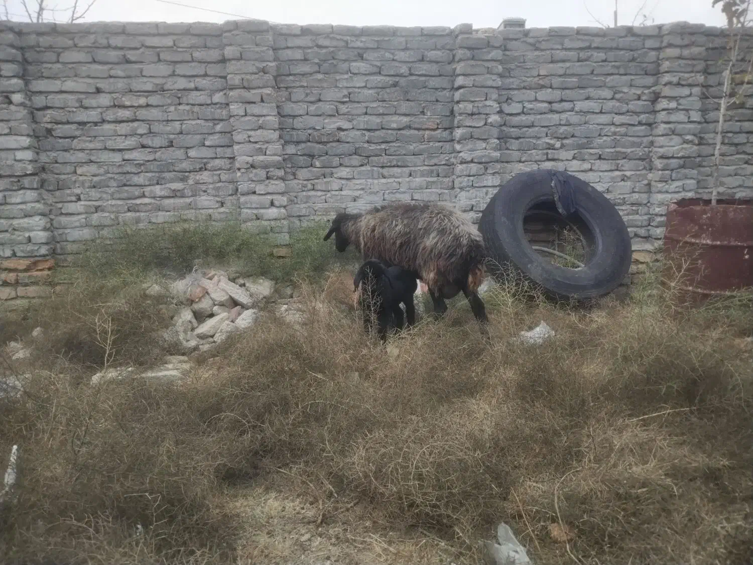 باسلام گوسفندبابره نر سالم جوان|حیوانات مزرعه|گمیشان, |دیوار
