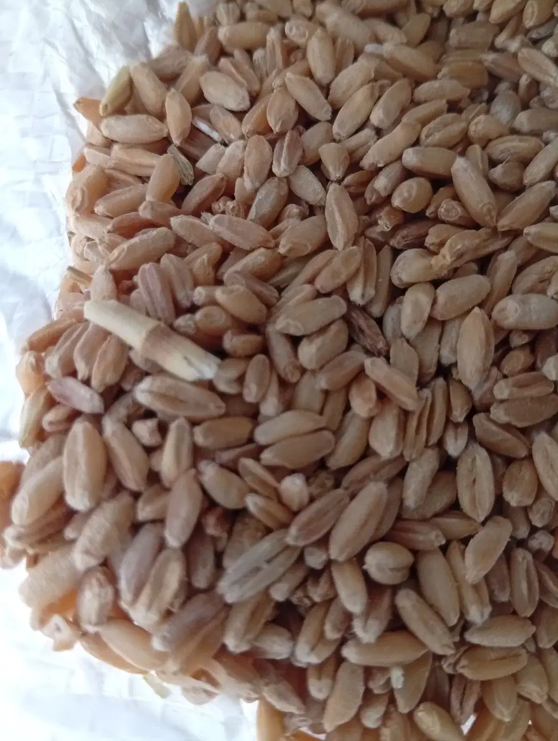 گندم ریژاو دیم|خوردنی و آشامیدنی|ایوان, |دیوار