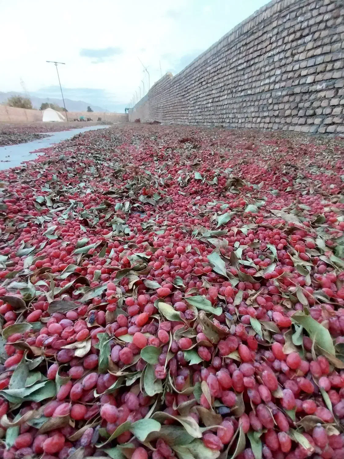 زرشک دانه اناری درجه یک اصل قاینات|عمدهفروشی|قائن, |دیوار