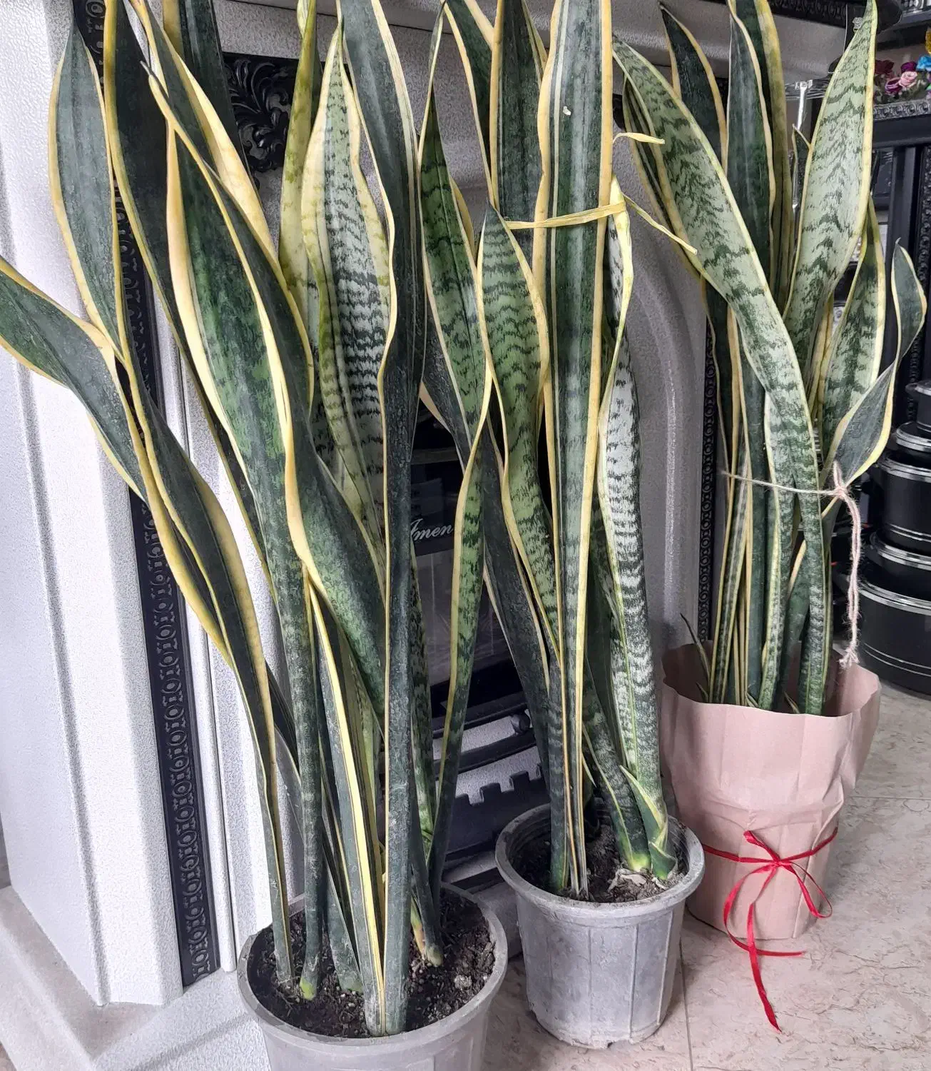 گل سانسوریا  لبه طلایی|گل و گیاه طبیعی|آستانه اشرفیه, |دیوار