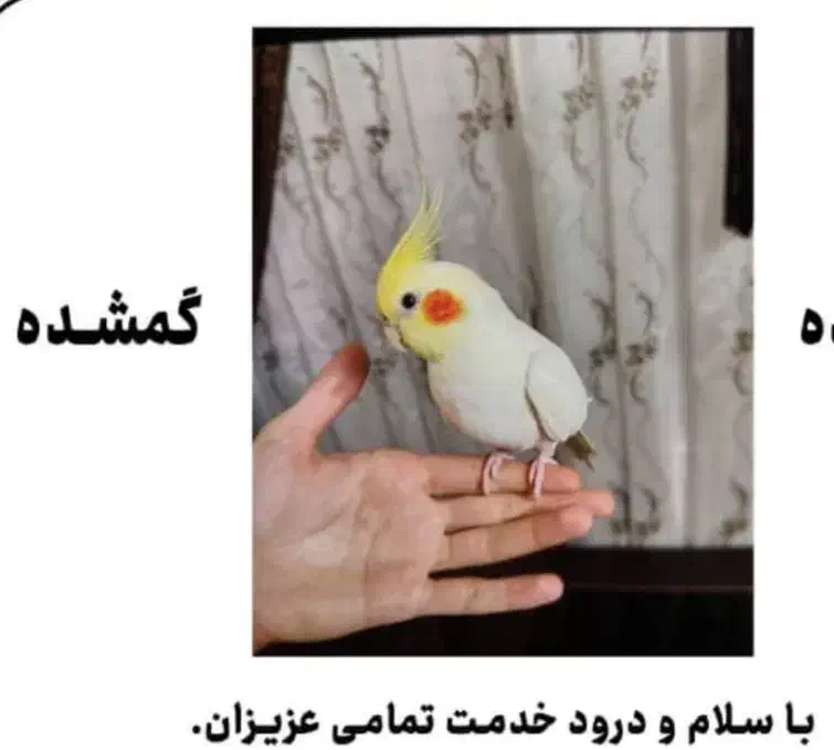 عروس هلندی گمشده درهلالی|حیوانات|بوشهر, |دیوار