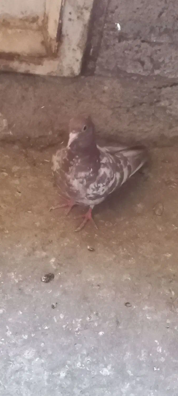 کفتر سینه ای|پرنده|ساوه, |دیوار