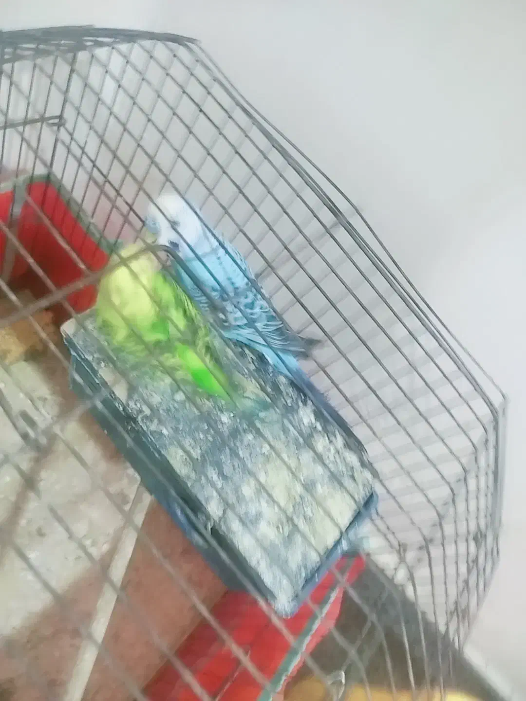 مرغ عشق|پرنده|مسجد سلیمان, |دیوار