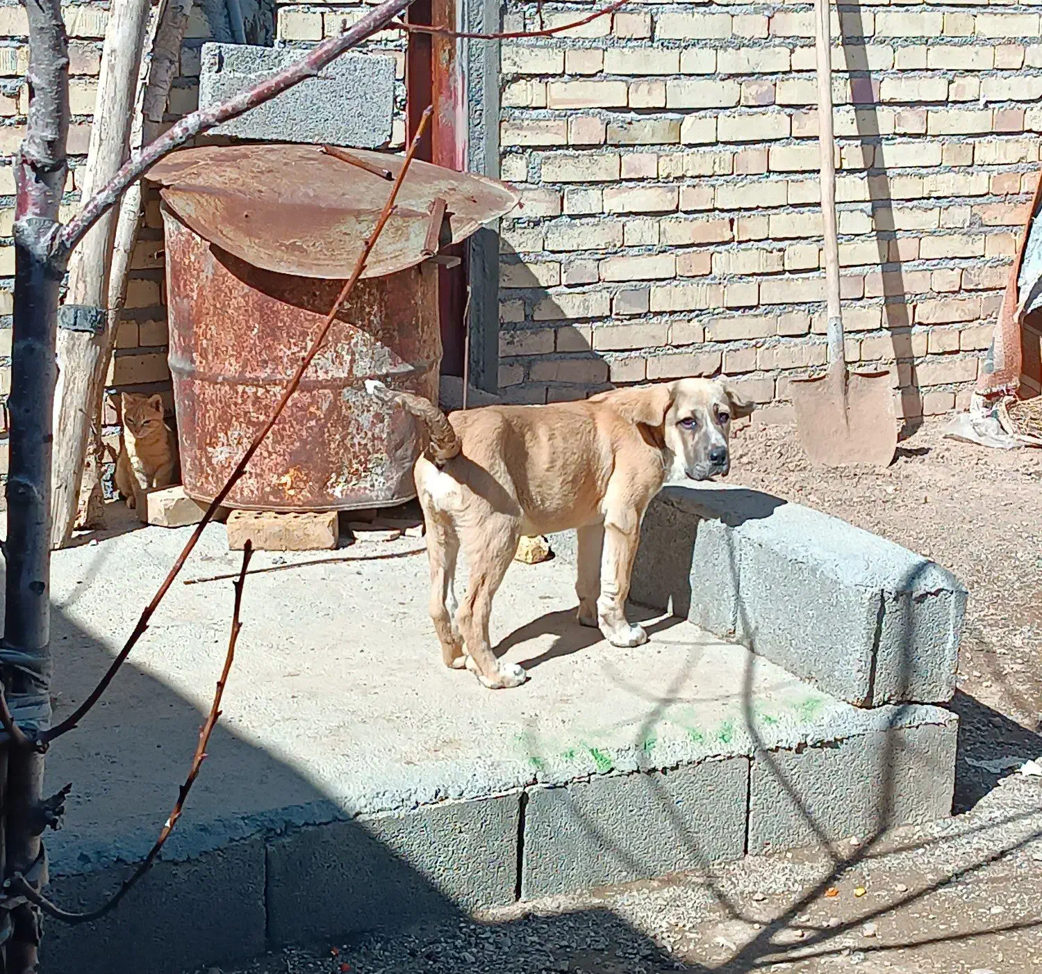 ماده پژدر|سگ|زنجان, |دیوار