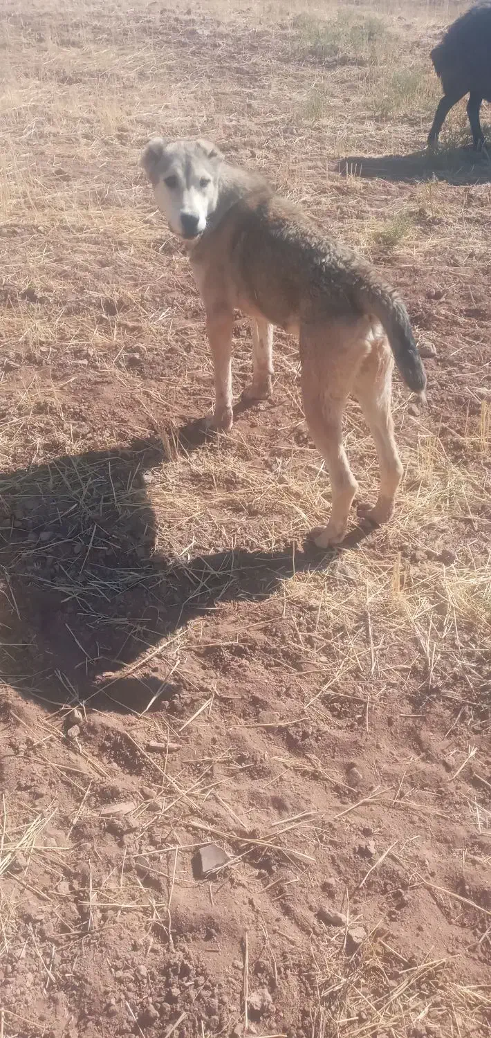 سلام ی قلاده توله سگ سرابی مخصوص مخصوص نگهبانی|سگ|قیدار, |دیوار